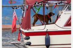 Coverage of Flotilla for Goole 200 celebrations