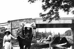Leading a draft horse on a towpath.