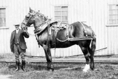 A horse-marine with his draft horse.