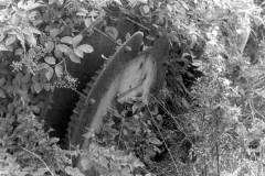 An antiquated paddle gear of the Castleford Middle Lock.