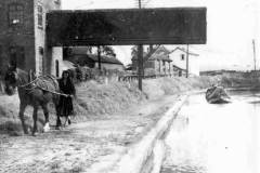 A draft-horse towing a narrowboat.