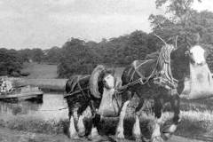 Two draft horses, with their feed bags.