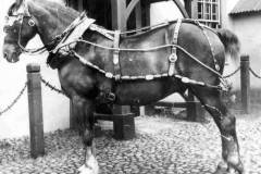 A posed image of a draft horse in full harness.