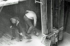 Shovelling the last of the grain into the bucket lift.