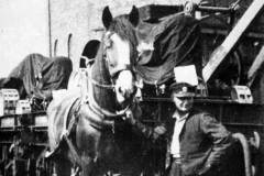 A shunt horse and its handler in Goole Docks.