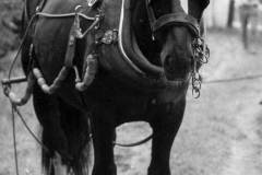 A draft horse in full towing harness.