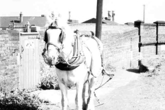 A draft horse patiently waiting.
